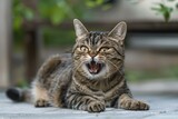 Tabby cat yawning on the wooden floor in the garden