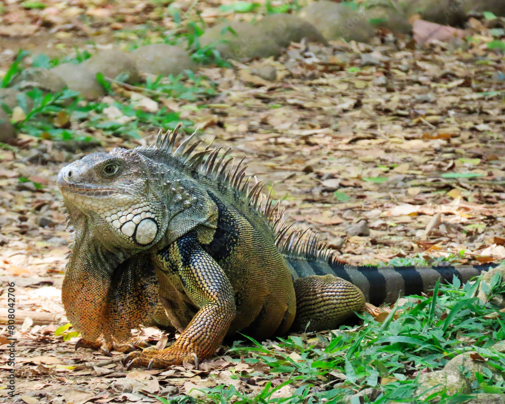 Fototapeta premium iguana showing off its beautiful colors in its natural habitat