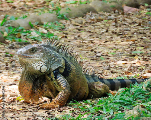 iguana showing off its beautiful colors in its natural habitat