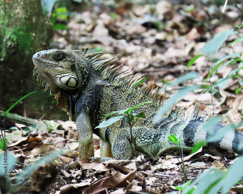 iguana showing off its beautiful colors in its natural habitat
