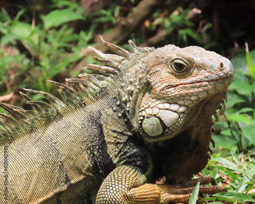 iguana showing off its beautiful colors in its natural habitat