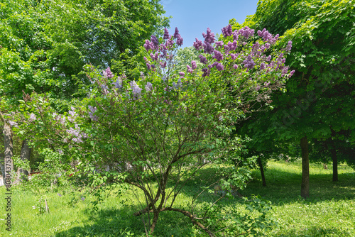 lilac bush in a summer park