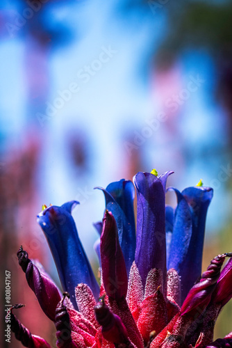 Close-up of a flower of a Puya venusta plant.  The species is endemic to areas of Chile. photo