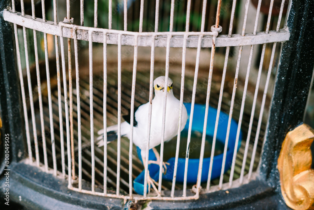 Fototapeta premium The black-winged myna is a species of starling in the family Sturnidae.