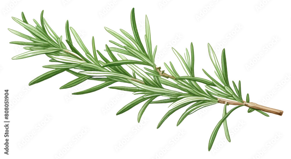 PNG Rosemary plant herbs freshness.