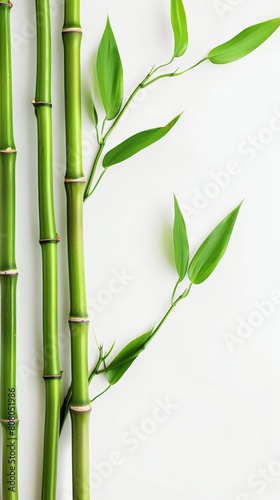 Green Bamboo Stalks and Leaves Isolated on White Background - Asian Flora Aesthetic