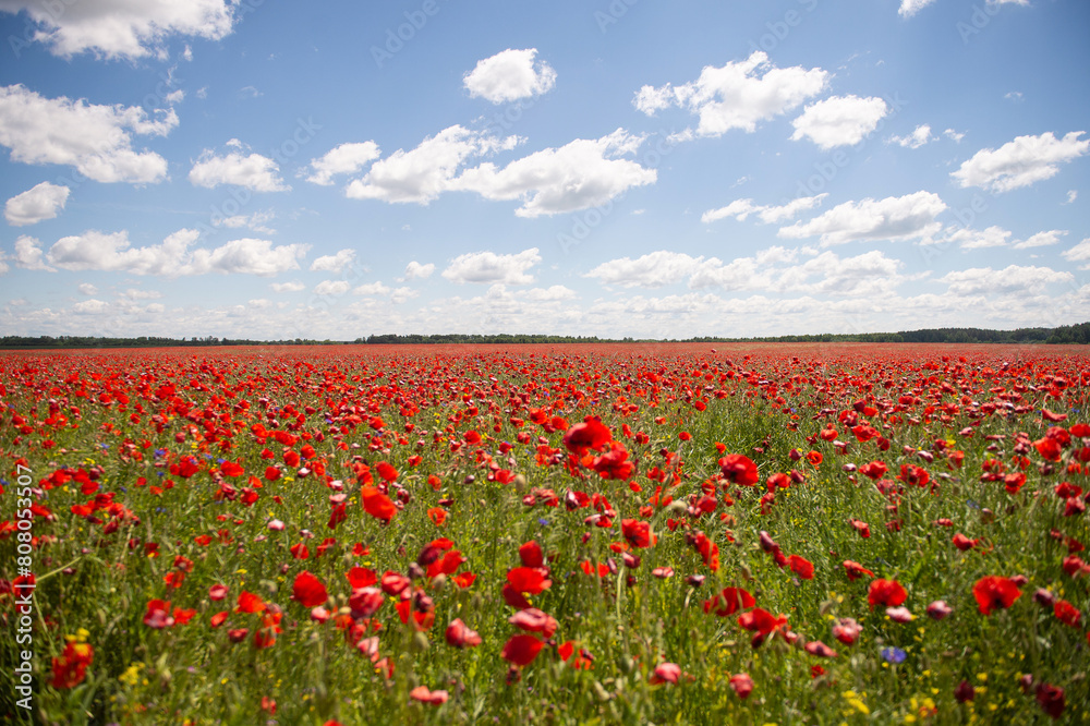 Field with red poppy flowers against a blue sky