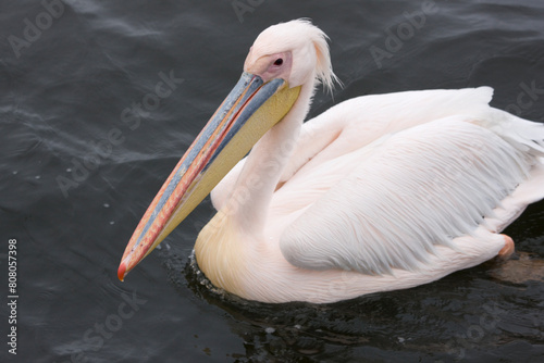 Namibia pelican close up © Iurii