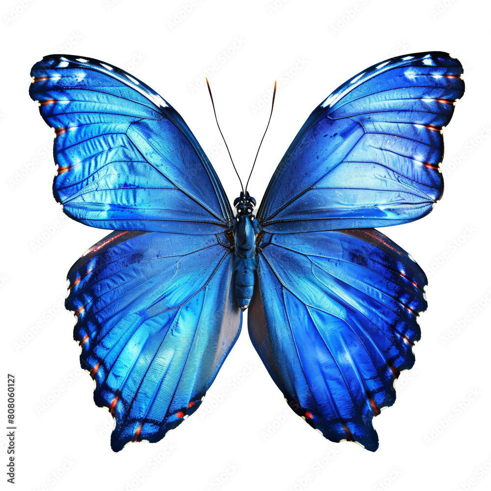Fototapeta premium Blue Morpho Butterfly.