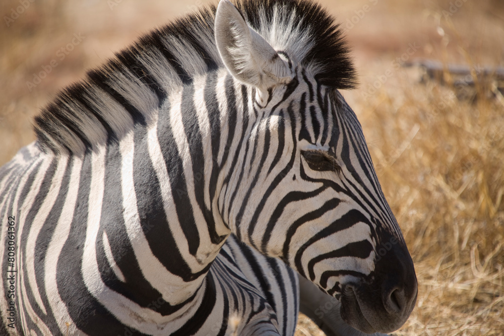 Namibia zebra in Etosha National Park on a sunny summer day Namibia zebra in Etosha National Park on a sunny summer day