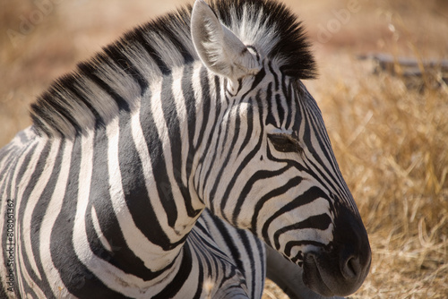 Namibia zebra in Etosha National Park on a sunny summer day