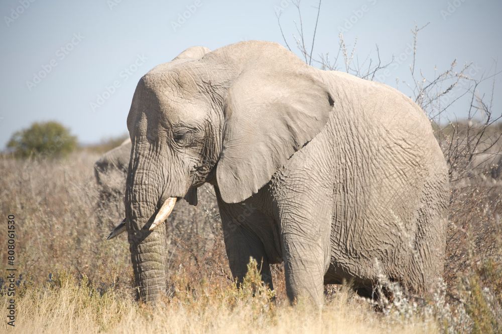 Obraz premium Namibia elephant close up