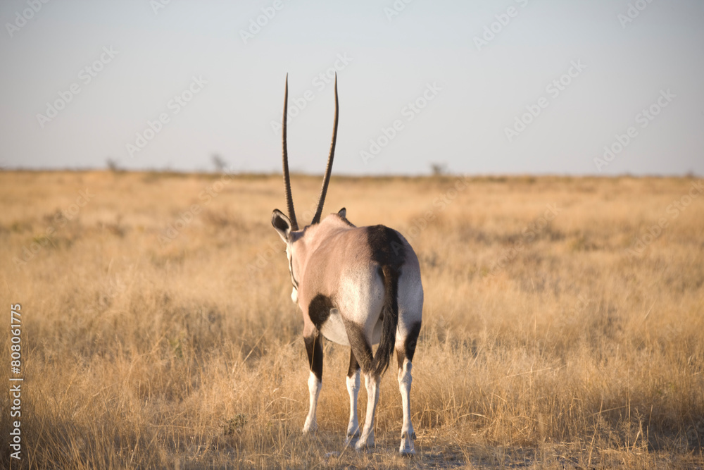 Namibia Oryx antelope Etosha Park on a sunny autumn day Namibia Oryx antelope Etosha Park on a sunny autumn day