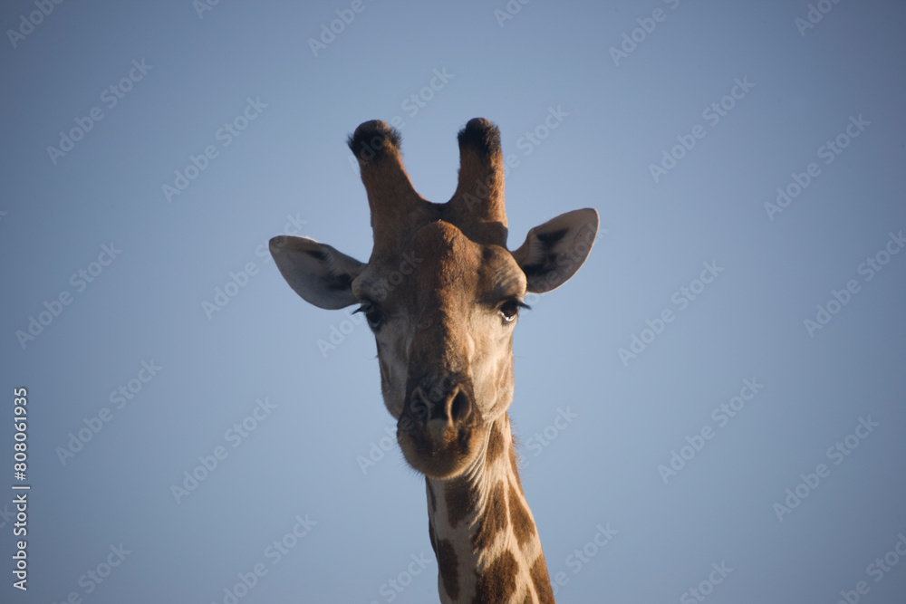 Obraz premium Namibia giraffe Etosha park on a sunny autumn day