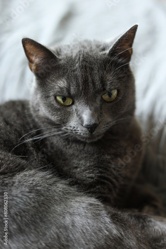 Portrait of a gray british cat with amber yellow eyes on a gray background