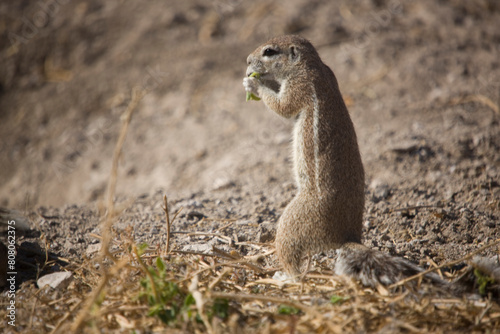 Namibia meerkat in Etosha National Park on a sunny summer day