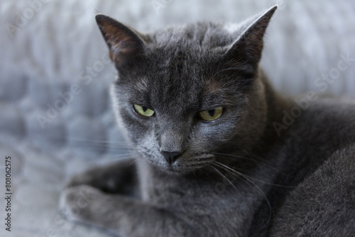 Portrait of a gray british cat with amber yellow eyes on a gray background