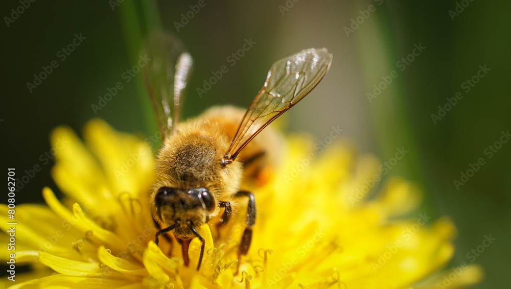 bee on a flower bee on a flower