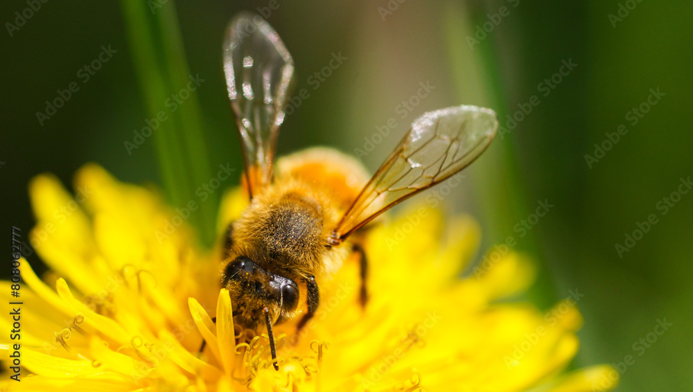 bee on flower bee on flower
