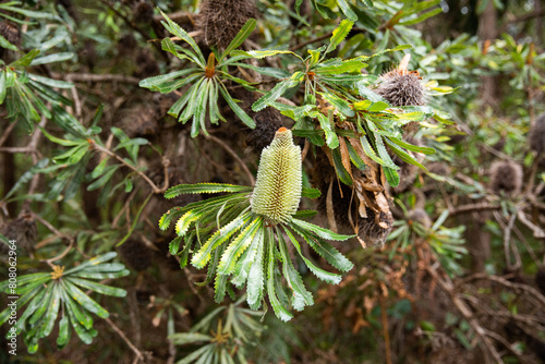 young green banksia flower growing photo