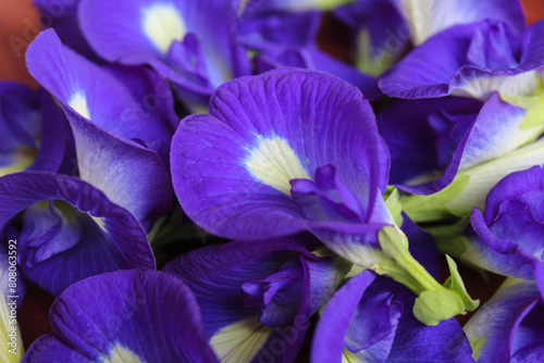 Close up view of pile of purple flowers of Clitoria ternatea, or butterfly pea flower or bunga telang photo