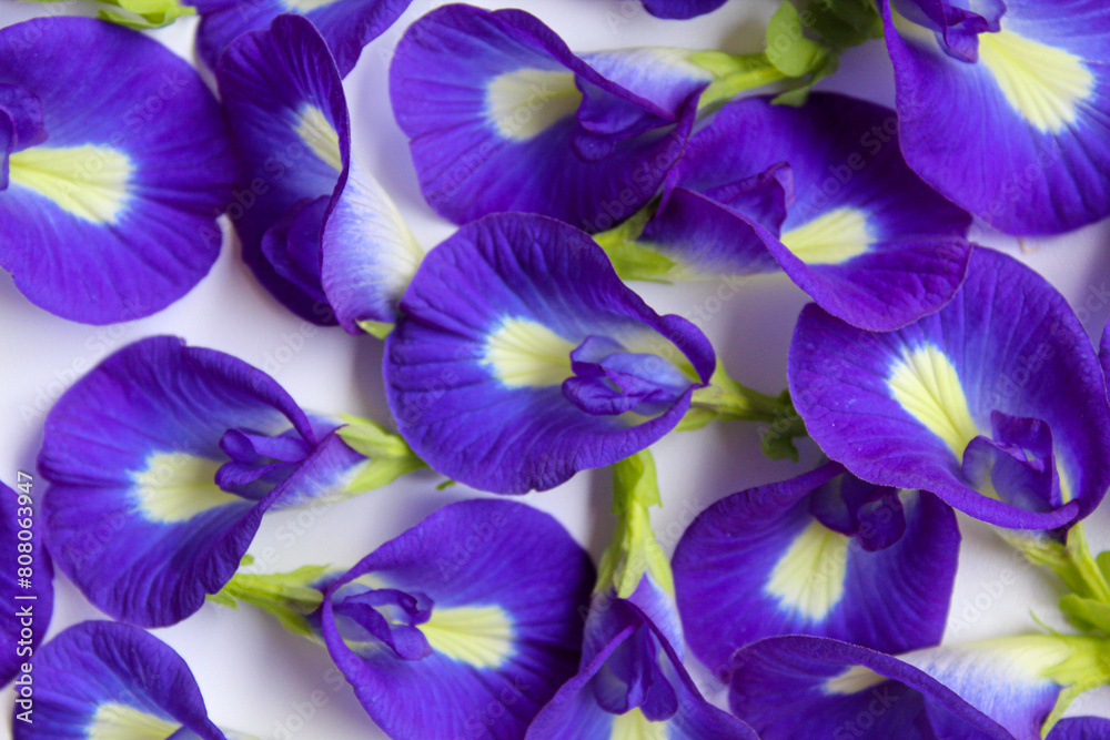 Background full of Clitoria ternatea, or butterfly pea flower or bunga telang, on white background