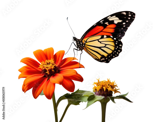 Wallpaper Mural PNG Butterfly flower insect animal. Torontodigital.ca