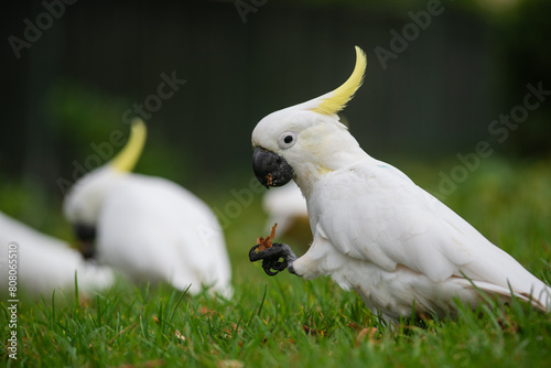 Sulfur-crested Cockatoos feeding on the grass photo