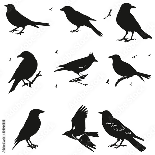 Bird black silhouette set. Collection of flying birds vector illustration design