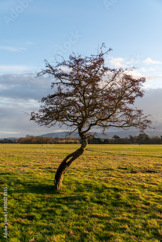 Lonely tree, sunset sky. Phoenix Park Dublin, Ireland Europe