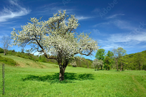 Single blossoming tree in spring on green meadow