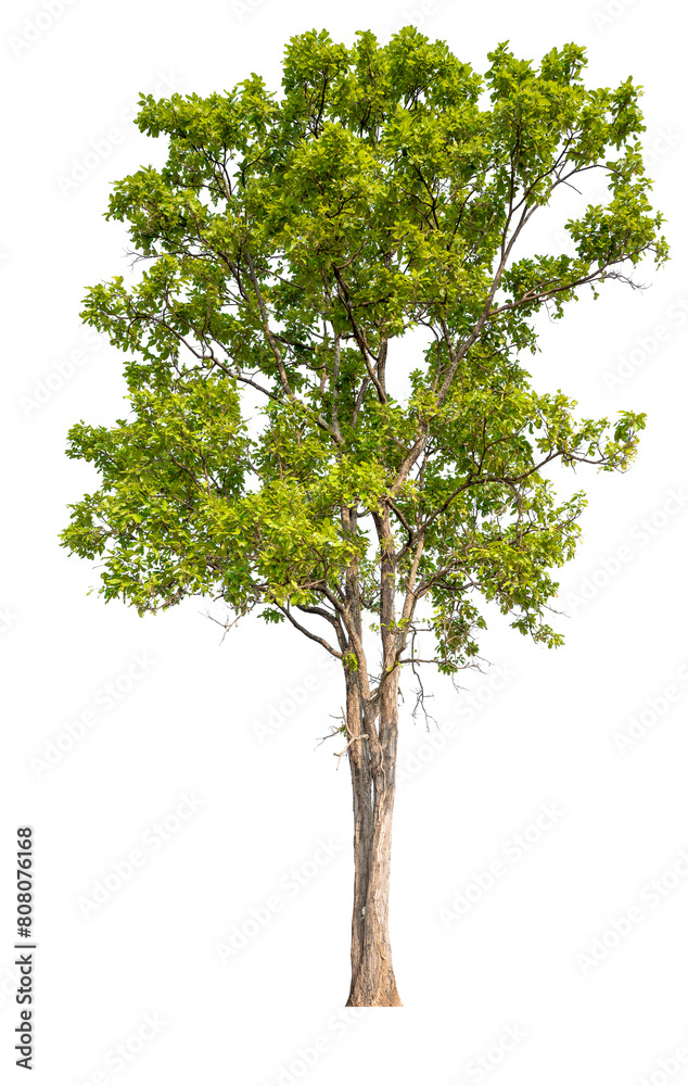 Fototapeta premium Real green trees taken with a camera, high quality raeal tree removed original background, PNG transparent