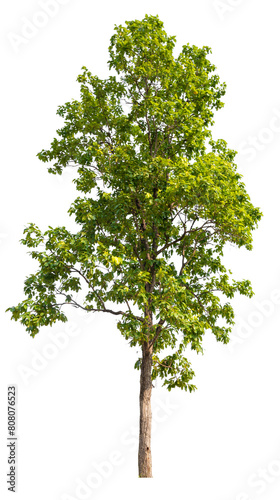 Real green trees taken with a camera  high quality raeal tree removed original background  PNG transparent