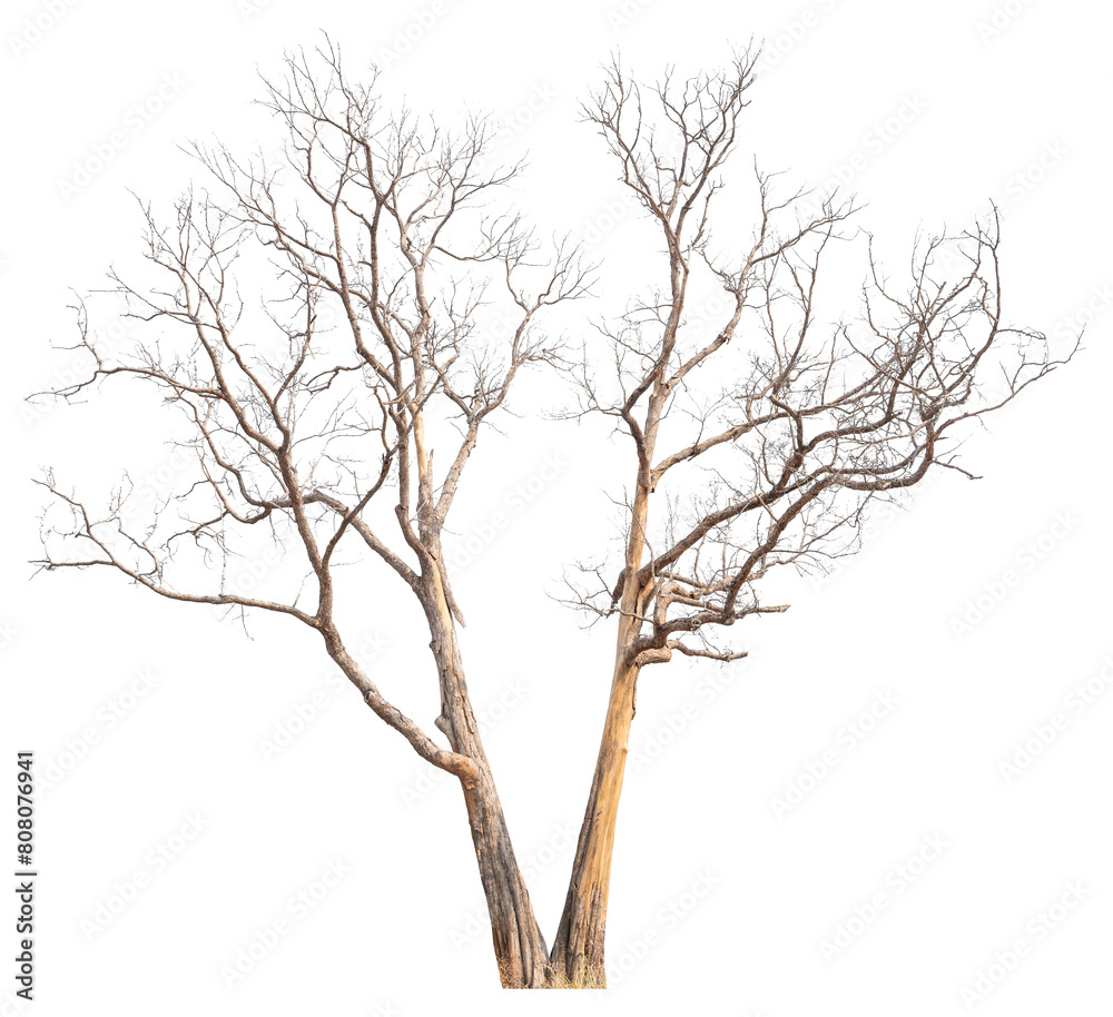 Obraz premium death tree PNG transparent background removed original background for easy to drag and drop