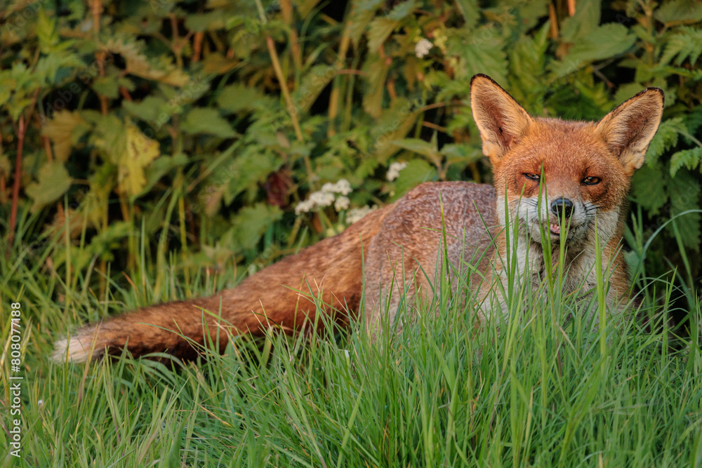 fox red fox fox red fox