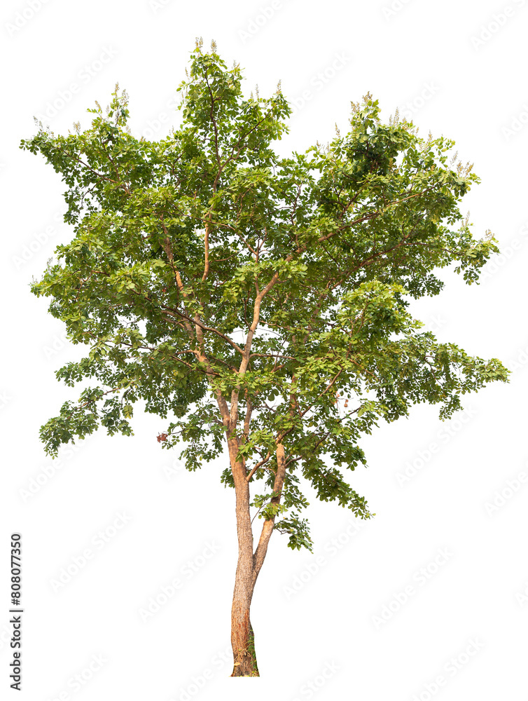 green tree removed original background, PNG transparent green tree removed original background, PNG transparent