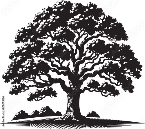 Black oak trees vector silhouette Illustration. 