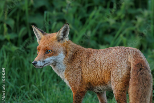 fox red fox