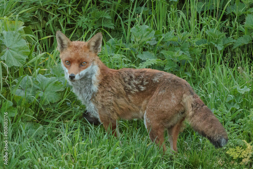 fox red fox