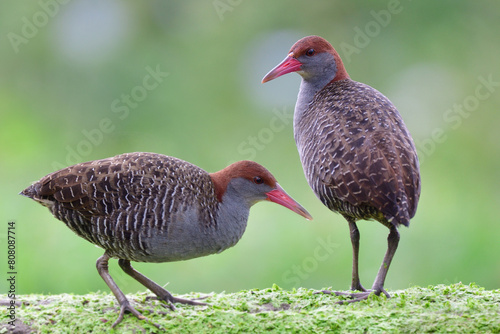 pair of grey bird with banded wings and pink beaks birds foraging together in soft morning, slaty-breasted rail