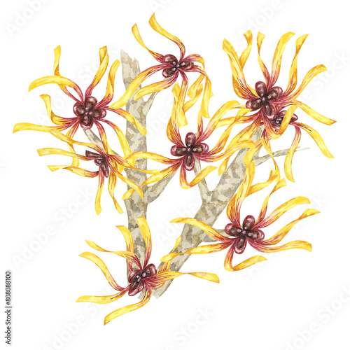 Witch hazel flowers on tree branch clipart. Hamamelis virginiana japonica twig. Watercolor illustration for cosmetics  water  herbal medicine cream packaging  gel  ointment  national day flyer  logo