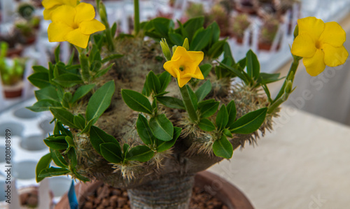 Pachypodium brevicaule, shrubby succulent, yellow flowe of the plant, selective focus photo