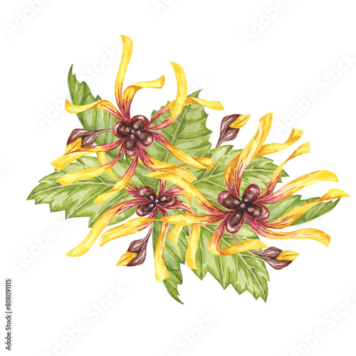 Witch hazel yellow medicinal plant flower and leaves clipart. Hamamelis virginiana in bloom. Watercolor florals for cosmetics, water, herbal medicine, beauty, cream packaging, national day flyer, logo photo