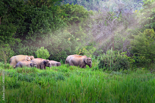 Happy Wild Elephants Family at Kui buri National Park, Prachuap Khiri Khan Province, Thailand 