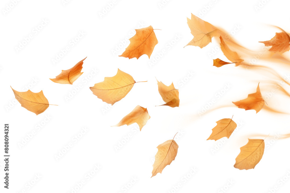 PNG Floating maple leaf effect, transparent background PNG Floating maple leaf effect, transparent background