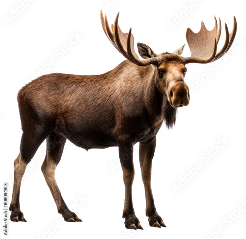 PNG Moose wildlife animal mammal. © Rawpixel.com