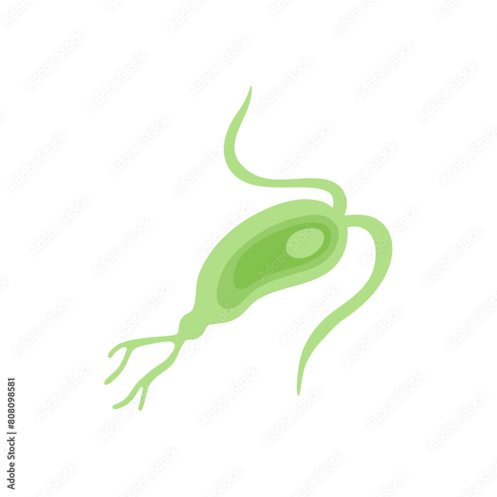 Fototapeta premium Copepod Microorganism Vektor Illustration 