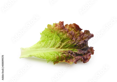Fresh red leaf lettuce Lollo Rossa isolated on white background   