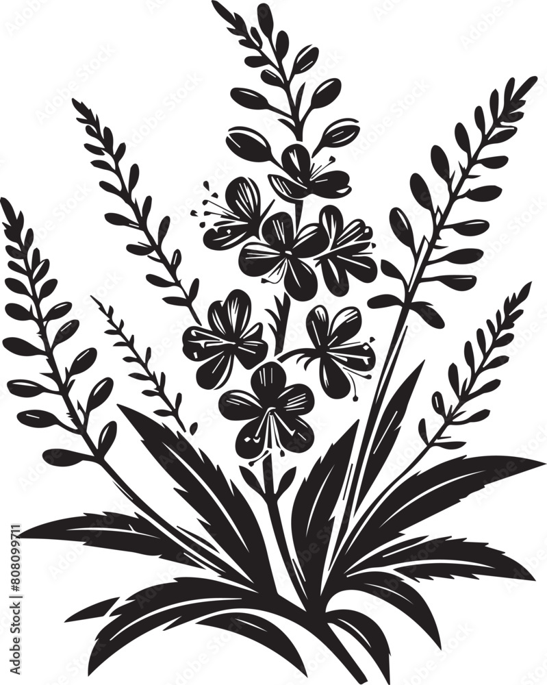 Fireweed wild flower vector silhouette Illustration. Willow herb. Fireweed. Hand drawn  botanical illustration on white. Vector graphic flower, silhouette design. Perfect for packaging 