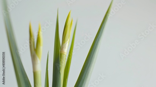 Close-up of the top of a lemongrass stalk  emphasizing the delicate tips against a stark white backdrop for a minimalistic look